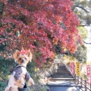 佐野へ紅葉巡り🍁  唐沢山城跡＆唐沢山神社編