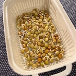 『育てる「豆」を準備する時節』の画像