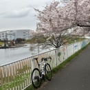 【告知】お花見ライド2026！ 3月28日[土]開催。