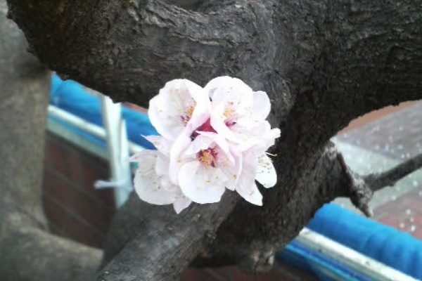 夜桜お七 夜桜お七