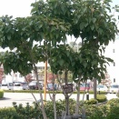 現代住宅植栽考・改訂版　第45回