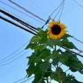 ひまわりが咲いていました