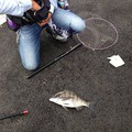 夏が来れば思い出すというか…春から夏までの釣果記録。