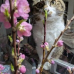 コン太里親会ブログ