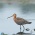 オグロシギ　Black-tailed Godwit
