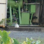 おっちゃんの気まぐれサラダ。