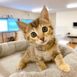 『【猫】ナラちゃん（子猫）里親募集を開始しました』の画像