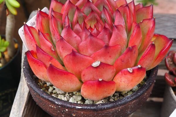 ロココのやさしい時間 - 多肉植物