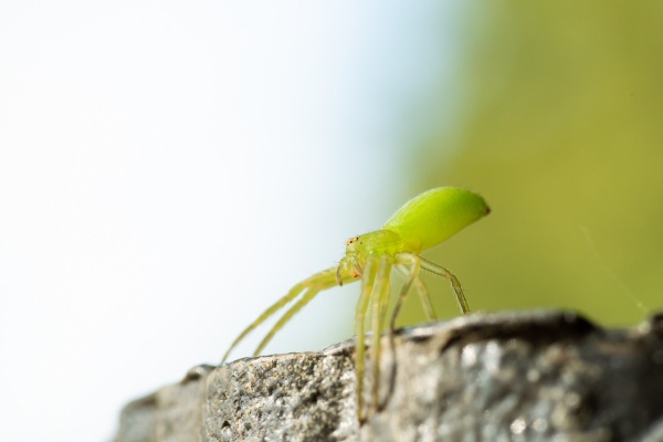 ﾟ毒ﾟ Lt しんどい 蜘蛛