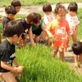 苗とり　田植え