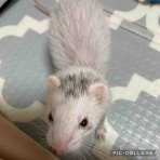 フェレット　ゆずゆず。〜ときどき飼い主〜(仮)