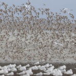 ヒロちゃんの花と鳥日記