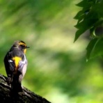 治水緑地の野鳥日記