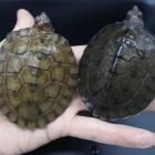 『7月28日(金)爬虫類入荷&オススメ情報✨』の画像