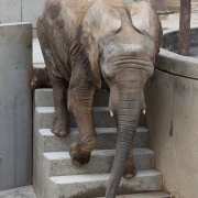 砥愛ちゃん、まだまだ上っています！下りています！