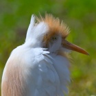 『投稿：BORG107FLによるアマサギ　2022/06/23』の画像