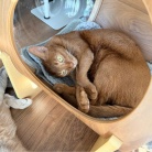 宇宙船の中と外、お昼寝の場所取り合戦