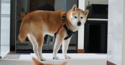 猫がいて通れない犬