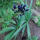 庭と緑と花と・・・