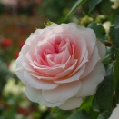 アミ　ロマンティカ