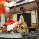 1月29日のグルーミングフォト