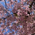 錦糸町深夜出勤〜🌸🌸🌸