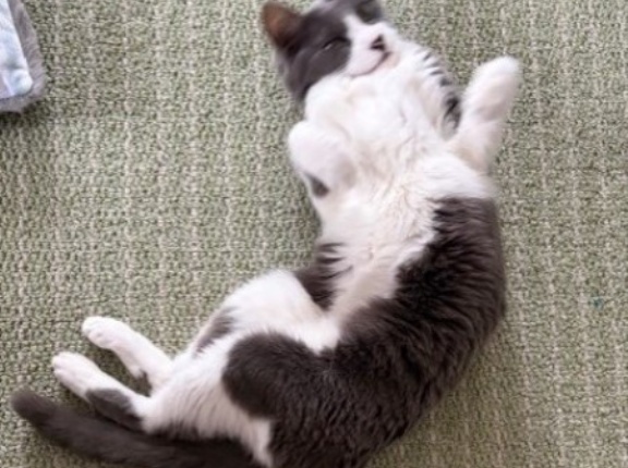 「いろいろなポーズをしてみて」と猫に言ったら・・・