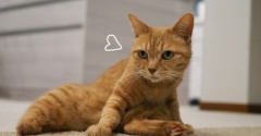 ウチの猫は…