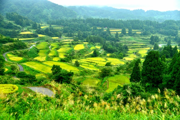 日本の原風景 日本の原風景 Amazon.co.jp: 日本の原風景99 : 近藤 正文: 本