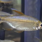 『5月20日(金)熱帯魚入荷情報(コンゴ便、ブラジル便)』の画像