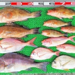 竹村貸舟店【高知県 浦ノ内湾～宇佐～須崎市横浪半島沖の船釣り】釣果情報 & ブログ
