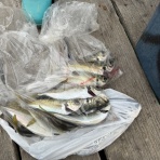 釣り筏　清福丸