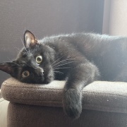 リラックス中の猫たち