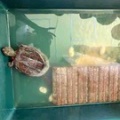 大事件です