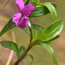野の花・大分県の絶滅危惧種㊿　　ヒメハマナデシコ