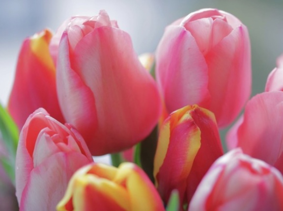 人気のチューリップ切り花販売イベント！『万代シテイバスセンター』で『Sundayだけのチューリップ花屋さん』開催！12月21日。