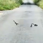 「道路で小さなオコジョたちが追いかけっこをしていた…」思わず笑ってしまうコミカルな動き（動画）