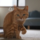 猫背♪