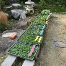 パンジー苗 受取り 2025