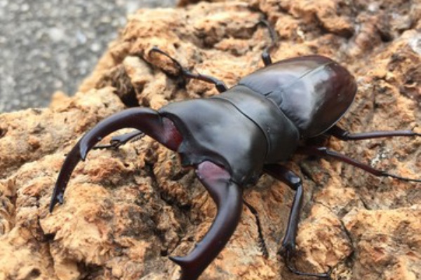 ノコノコ飼育記 - ムニスゼッチフタマタ