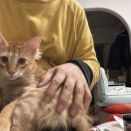 オス子猫の生後約100日　20260708
