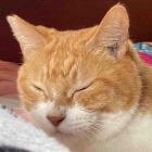 【猫日記】猫の行動で注意が必要な事