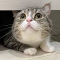 【朗報】もちまる日記さん、保護猫が加入し3匹体制へ