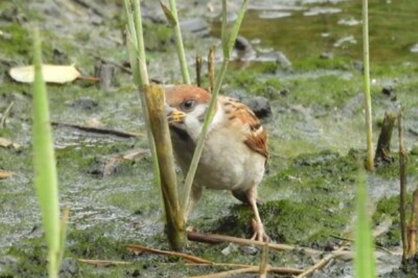 東京港野鳥公園 レンジャーブログ - 今日の野鳥公園