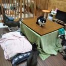 見てましたが。