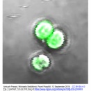 [20260712更新] シアノバクテリア内在のタイプIII-Bv CRISPR-CasシステムにおけるcrRNA成熟にRNase Jが関与していた