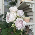 ＊青い薔薇だらけ(*_*)リラ、ザセレスティアル、令の風、レイニーブルー、フワルームーンストーン、カミーユ
