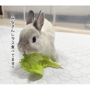うさぎのルリ(7/19追記)