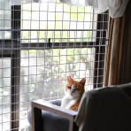 うちのとらまる