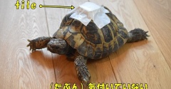 【ペットの見守りグッズ】迷子防止にTileが大活躍！音で探せて安心＆設定も簡単♬（記事下にPR含）